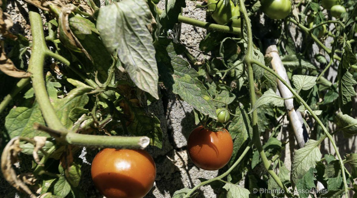 ORG 109: Two Bedroom Cortijo