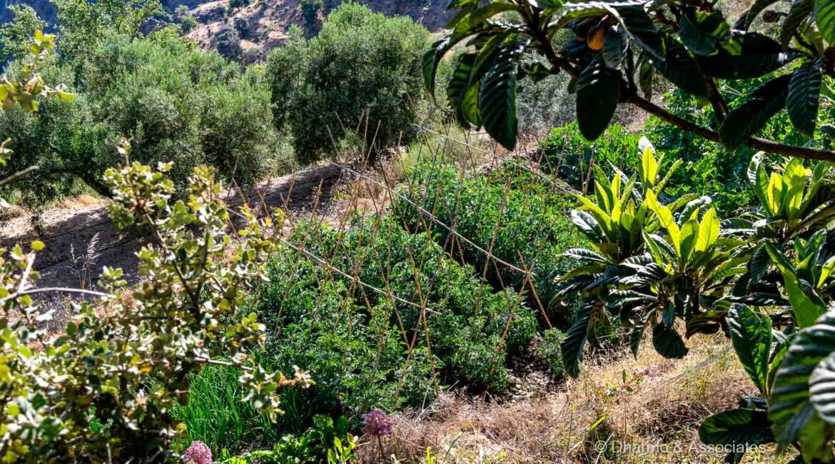 CAN 04: Four Bedroom Cortijo with Land